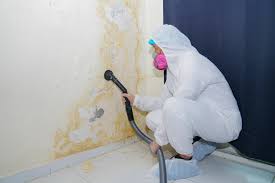 Best Industrial Mold Remediation  in Paris, TX